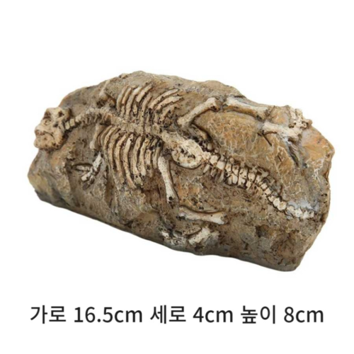 공룡화석 장식