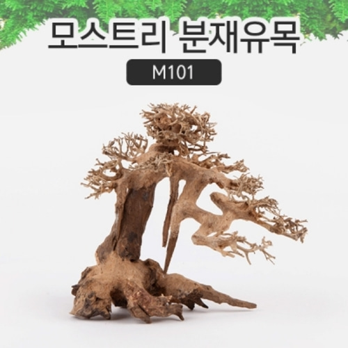 모스트리 분재유목(M) [M101]